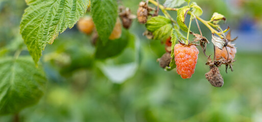 Close-up of a raspberry plant with ripe and unripe berries. Raspberries begin to redden as they...
