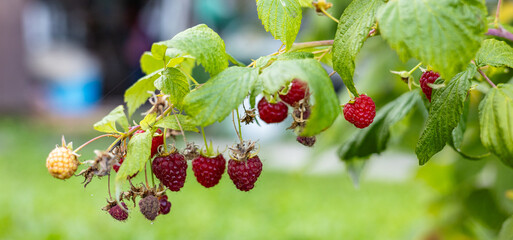 Close-up of a raspberry plant with ripe and unripe berries. Raspberries begin to redden as they...