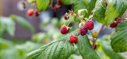 Close-up of a raspberry plant with ripe and unripe berries. Raspberries begin to redden as they...