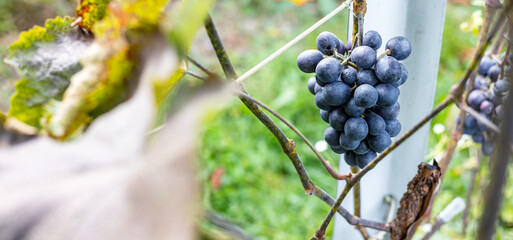 Bunch of ripe, dark-blue grapes hanging from a vine. The grapes are plump and juicy, and their...