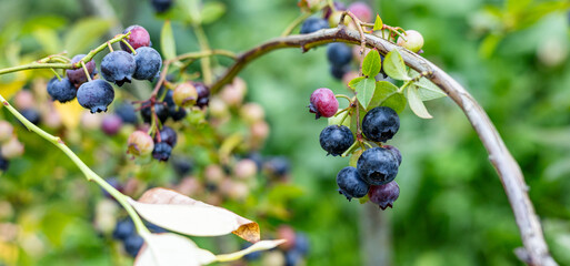 Close-up of ripe and unripe blueberries on a lush green bush. The vibrant blue and green hues of...