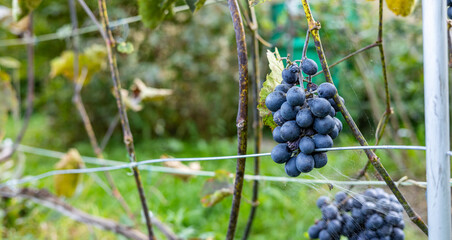 Bunch of ripe, dark-blue grapes hanging from a vine. The grapes are plump and juicy, and their...