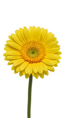 Obraz premium Isolated Yellow Gerbera Bloom With Stem In A Transparent Background