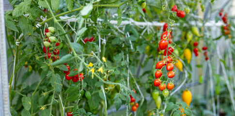 Tomato growing on branch. It is a special variety that stands out for its uniqueness and taste. The...