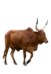 Isolated Png of A Brown Ankole Watusi Bull With Long Horns