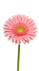 Isolated Pink Gerbera Flower Bloom on Transparent Background Illustration