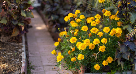 A big cluster of large, majestic bright yellow marigold flowers in full bloom. The vibrant petals...