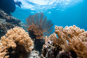 Sea Fan, a beautiful soft coral in the clear tropical sea in Bali, Indonesia.