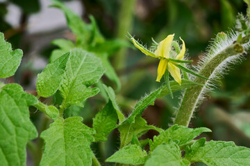 Delicate yellow tomato flower blooming on a vibrant green plant