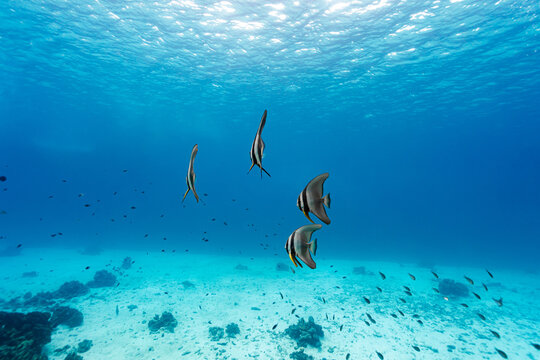 Batfish in the clear blue sea.