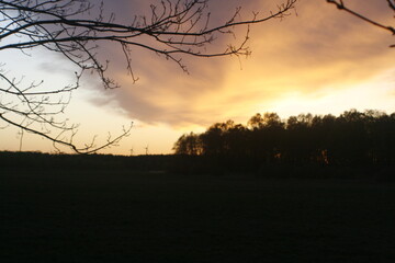 yellow clouds tree 