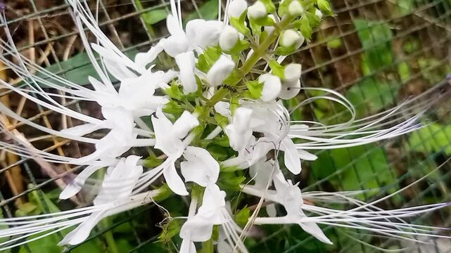 The Benefits of Cat's Whiskers (Orthosiphon stamineus) for Kidney Stones