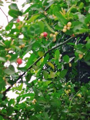 Detailed view of lush green leaves showcasing intricate textures and vibrant foliage in daylight.