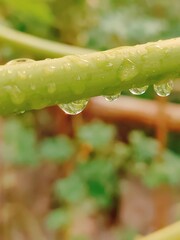 Detailed view of lush green leaves showcasing intricate textures and vibrant foliage in daylight.