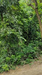 Various green trees in the village. Lush rural landscape with diverse tree types