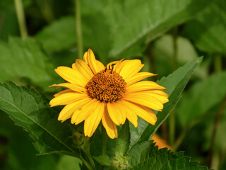 Bright Yellow False Sunflower Blossom with Green Foliage in Sunlight