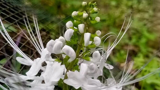 The Benefits of Cat's Whiskers (Orthosiphon stamineus) for Kidney Stones