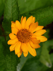 Close-Up of a Vibrant Yellow False Sunflower in Full Bloom