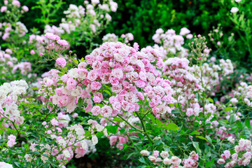 Obraz premium Stunning rose shrubs in the garden.