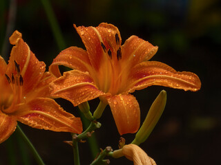 Vibrant Orange Daylilies Covered in Raindrops Against a Dark Background