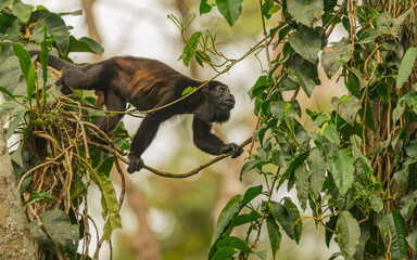 männlicher Brüllaffe (Alouatta) unterwegs im Regenwald von Costa Rica