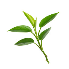 Fototapeta premium Vibrant Green Tea Leaves: Perfect for Your Design Projects