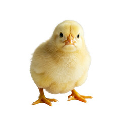 Isolated Yellow Chick Transparent Background Cute Animal Poultry Bird