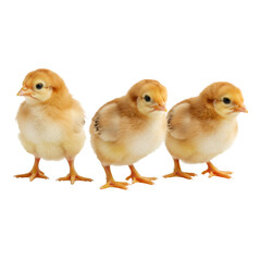 Fototapeta premium Realistic Image Three Yellow Chicks Poultry on Transparent Background
