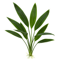 Obraz premium Vibrant Green Plant: Lush Foliage & Detailed Roots