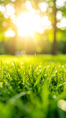 Naklejka premium Lush Green Lawn: Sunlight streams through the trees, illuminating a vibrant lawn of green, capturing the beauty of natural harmony, freshness, and the calming embrace of nature.