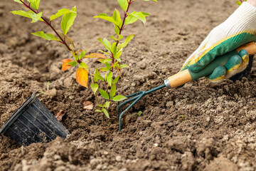 A metal small rake with a wooden handle for gardening, farmer cultivating field, Mini rake.