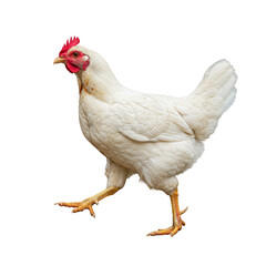 Fototapeta premium Isolated White Chicken Bird Walking Poultry Farm Animal Transparent