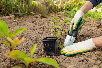 Man in gloves and a garden shovel planting plants in the yard. Seedling in a gardener hand....