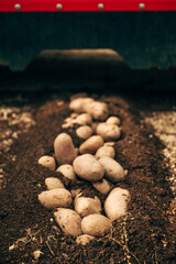 Potato harvesting machine in cultivated crop field