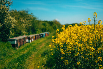 Wooden crate beehives in blooming canola rapeseed field