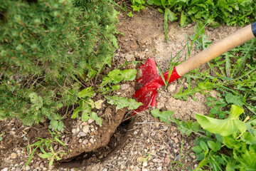Transplanting a spruce on a plot. Digging the ground with a shovel close-up. Digging a garden tree...