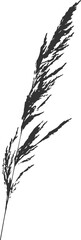 Silhouette of branch of meadow grass Calamagrostis acutiflora. PNG