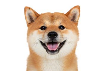 Isolated Portrait of a Cute and Happy Shiba Inu Dog with Transparent Background