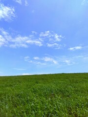 セイバンモロコシの若草生える初夏の朝の江戸川土手風景