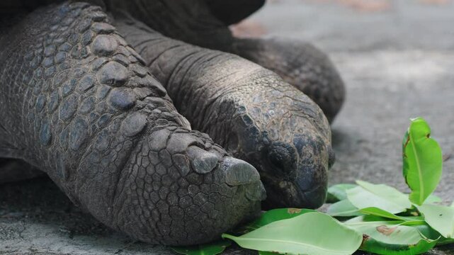 Giant turtle head close up. Tortoise is eating leaves and flowers on a tropical island road surrounded by tropical vegetation