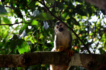 Costa Rica Nature 