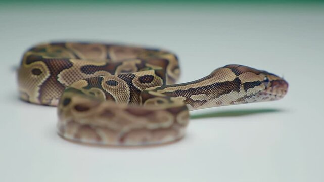 Ball Python Juvenile: Captive Beauty