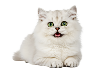 Isolated Portrait of A Fluffy White Cat Pet Animal in Transparent Background