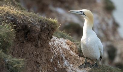 Northern gannet, Morus bassanus, during breeding season, on sea cliffs, single seabird
