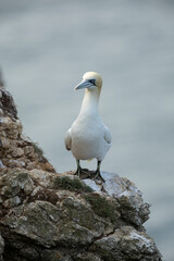 Northern gannet, Morus bassanus, during breeding season, on sea cliffs, single seabird
