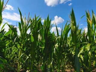 Corn stalks in a field on a sunny day.