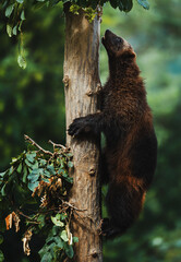 Wolverine ( Gulo  gulo )climb on the tree