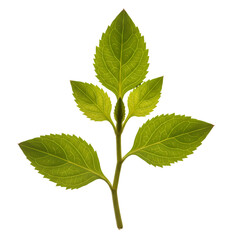 Close-up of Green Plant Leaves: Botany, Nature Photography