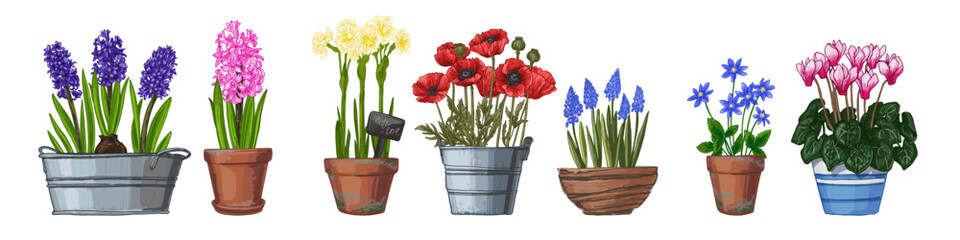 Garden flowers in a pot. Vector color sketch of summer and spring flowers on a white background. Poppy