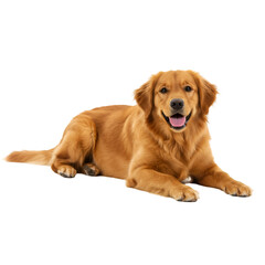Studio Portrait Of Golden Retriever Dog Lying On Transparent Background